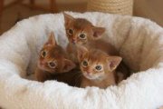 Аватара пользователя